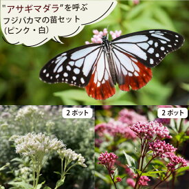 蝶を呼ぶ バタフライガーデン フジバカマ 2色4個セットアサギマダラ 多年草 宿根草 [TK]