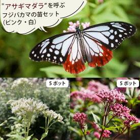 蝶を呼ぶ バタフライガーデン フジバカマ 2色10個セットアサギマダラ 多年草 宿根草 [TK]