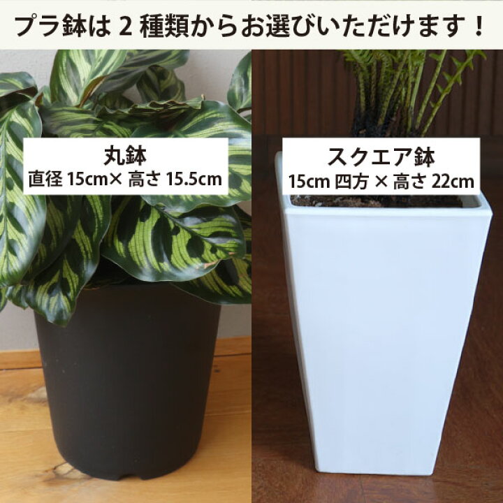 楽天市場】フィロデンドロン クッカバラ 5号鉢 観葉植物 室内 新築祝い 