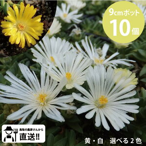 fXy}   9cm 10Zbg ϊ}coMN A ̕ c bNK[f ΑN ɋ [TK]