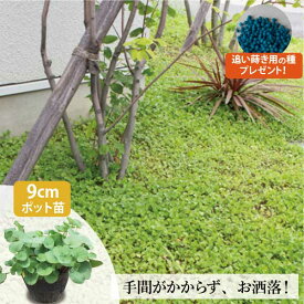 ダイカンドラ 苗 エメラルドフォールズ (3号 9cmポット) ミクランサ （オリジナルの育て方プレゼント！）緑葉 グランドカバー [GN]