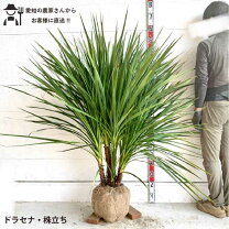 楽天市場】ニオイシュロラン ドラセナの通販