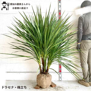 mYҒnhZi@@jICV hZi ^@1.3-1.5m@@؁@c؁@V{c[@ A@lC@bNK[fmtn