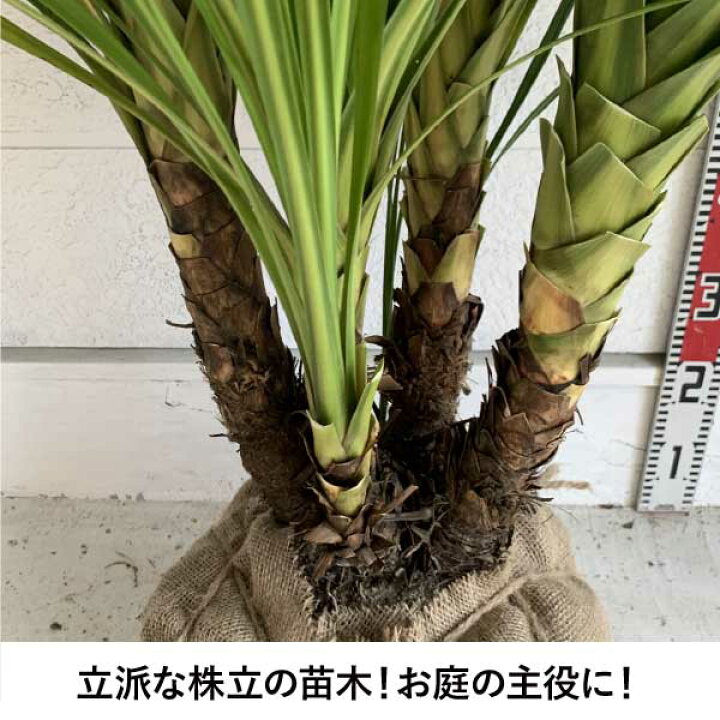 観葉植物 ドラセナ コンシンネ 10号 ウッドプランター 付き | 観葉植物 