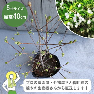 mYҒnhE_ccWiUPj 40cm@15cm|bg@tؐ_@gt@mIOn