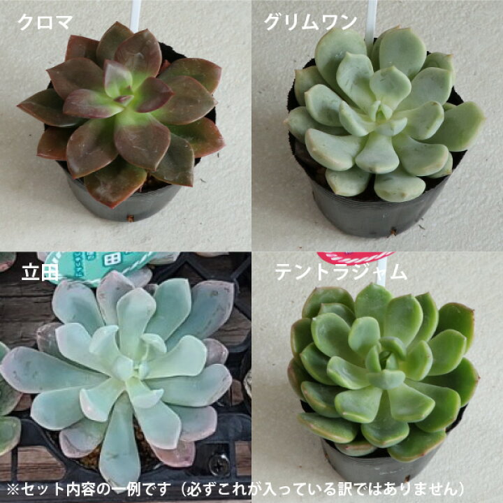 楽天市場】多肉植物 エケベリア の品種のみ！7種類 35個 2寸 (2号 6cm  