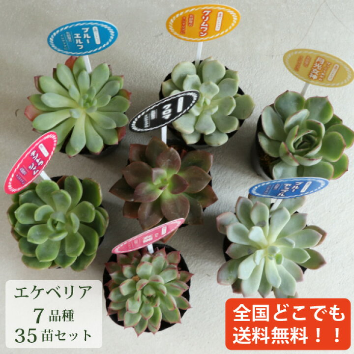 楽天市場】多肉植物 エケベリア の品種のみ！7種類 35個 2寸 (2号 6cm  