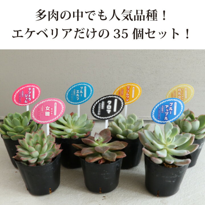 楽天市場】多肉植物 エケベリア の品種のみ！7種類 35個 2寸 (2号 6cm 
