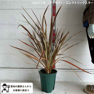 mYҒnhZi@GNgbNX^[@^@0.9m@@؁@c؁@V{c[@ A@lC@bNK[fmtn