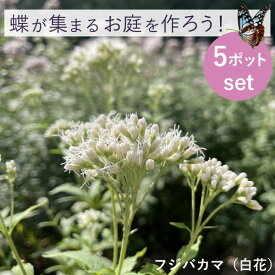 蝶を呼ぶ バタフライガーデン フジバカマ（白花）アサギマダラ 5ポット 多年草 宿根草 [TK]