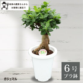 ガジュマル　6号鉢　観葉植物　室内　新築祝い 大型　インテリア　おしゃれ　引っ越し祝い　鉢植え　 農場直送［G］　珍しい　苗　丈夫