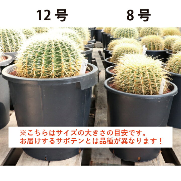 楽天市場】王冠竜 オウカンリュウ サボテン フェロカクタス 8号鉢 1鉢 