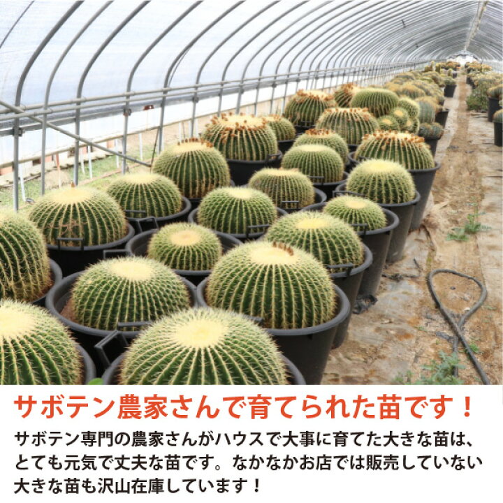 楽天市場】柱サボテン 吹雪柱 ショートタイプ（鉢下から50cm） 5号鉢 