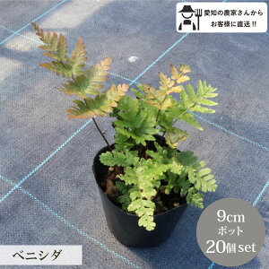 xjV_ gV_ gr c 20 Zbg (3 9cm|bg) A VF[hK[f 肪  k ϊ P[X̔ N YҒ    ܂Ƃߔ O\   A