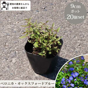 xjJEIbNXtH[hu[ c 20 Zbg (3 9cm|bg) OhJo[ N h CObVK[f mGMn