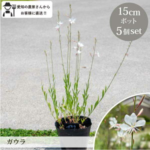 KE 5 15cm|bg c YҒ h  c CObVK[f N v [gm]