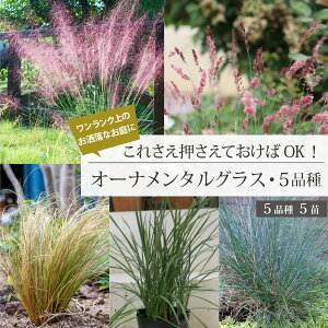 I[i^OX@ꂳOKI5iZbg 15cm|bgc 5i 5Zbg c@䂪oi   h N YҒ [GM]