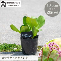 楽天市場】ユキノシタ 20gの通販