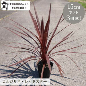 RWlEbhX^[ 3 15cm|bg c@I[i^OX YҒ h  c N OhJo[@bNK[f@I[W[vc [gm]