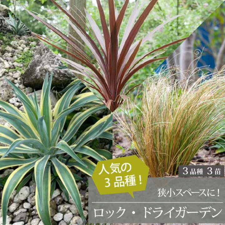楽天市場】ロックガーデンセット ［A］定番 基本3品種 3個セット 15 