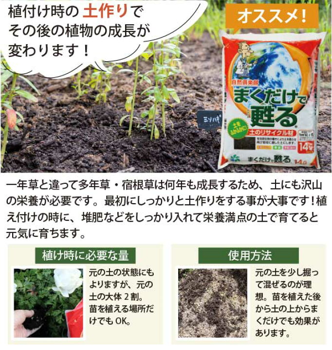 楽天市場】ヒマラヤ・ユキノシタ 苗 20個 セット (3.5号 10.5cmポット 