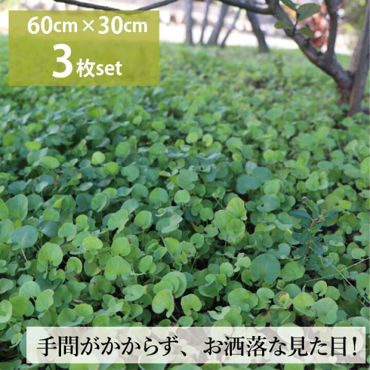 グロッソ ラベンダー セット ハーブ 3号 多年草グランドカバー 常緑 暑さ寒さに強い 10個 生産者直送 苗 9cmポット