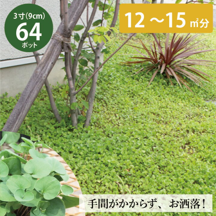 楽天市場 ダイカンドラ 苗 エメラルドフォールズ 64個 セット 3号 9cmポット ミクランサ 緑葉 グランドカバー 6 8平米分 ケース販売 常緑 多年草 下草 大量 お得 ケース販売 まとめ買い 外構 庭 玄関 アプローチ 緑化 セルフ 丈夫 強い 日陰 耐暑性 ディコンドラ 楽天市場 ダイカンドラ 苗 エメラルドフォールズ 64個 セット 3号 9cmポット ミクランサ 緑葉 グランドカバー 6 8平米分 ケース販売 常緑 多年草 下草 大量 お得 ケース販売 まとめ買い 外構 庭 玄関 アプローチ 緑化 セルフ 丈夫 強い 日陰 耐暑性 ディコンドラ