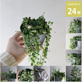 グリーンネックレス Mix ミックス 多肉植物 観葉植物 苗 24個セット (2.5号 7.5cmポット)緑の鈴 つる性 ハンギング [H]
