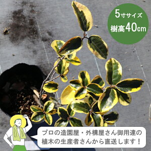 mYҒnO~ MhGbW 40cm 15cm|bgA؁@Β Á@mIOn