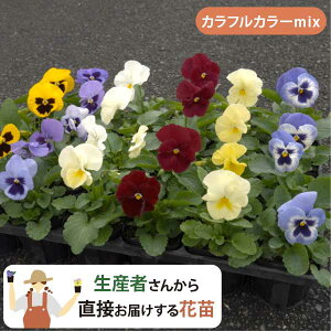 m11/11蔭Jnnԕt ԎႤIYҒIpW[ ԕc J[~bNXZbg (3 9cm|bg) ~ Ԓd v ܂Ƃߔ _ƒ [HM]