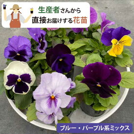 花付き 花持ちが違う！生産者直送！パンジー 花苗 ブルー・パープル系 (3号 9cmポット) 冬 花壇 丈夫 まとめ買い 農家直送 [HM]