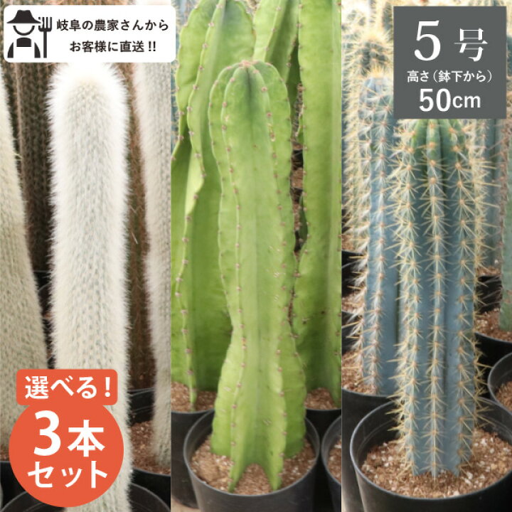 楽天市場】選べる3個セット！ 柱サボテン ショートタイプ（鉢下から 
