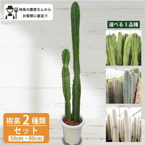 T{e@2ރZbgi50cmE80cmj@5Vzj ^@CeA@@zj@A_꒼mGnlC@bNK[f@hCK[f@NCXgJN^X