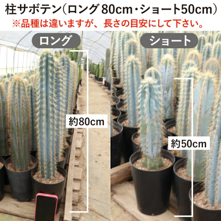 楽天市場】柱サボテン 吹雪柱 ショートタイプ（鉢下から50cm） 5号鉢 