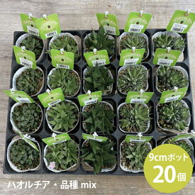 ハオルチア ハオルシア 品種ミックス 多肉植物 苗 (3号 9cmポット) 20個 セット [H]