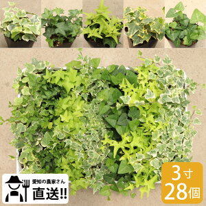 wf_Ƃ蒼ڂ͂I5iA\[gZbgi328jnA CeAO[ ϗtA mxeB A 񂹐A ACr[ OhJo[