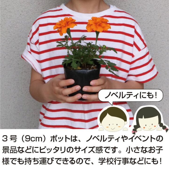 楽天市場】千日紅 カラーミックス 40個 セット (3号 9cmポット) 矮性  