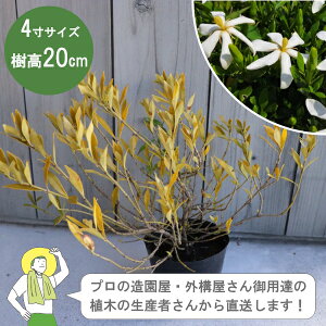 mYҒnqN`iV 40cm 12cm|bg 4A؁@Β A RN`iV@K[fjAmIOn