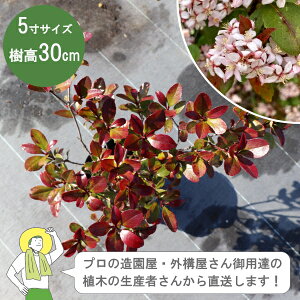 mYҒnqVoC 40cm 15cm|bg J[[t@A؁@Β Á@_mIOn