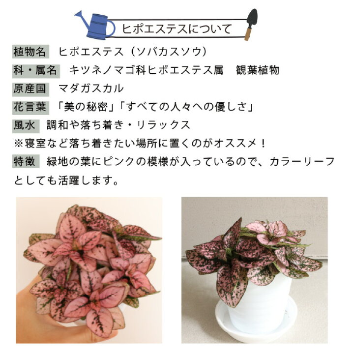 楽天市場】［生産者直送］ヒポエステス ピンク 1ポットセット お洒落な 