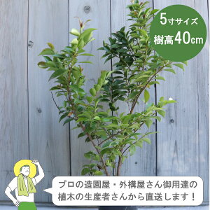 mYҒnqTJL 40cm 15cm|bgA؁@Β Á@_@mIOn