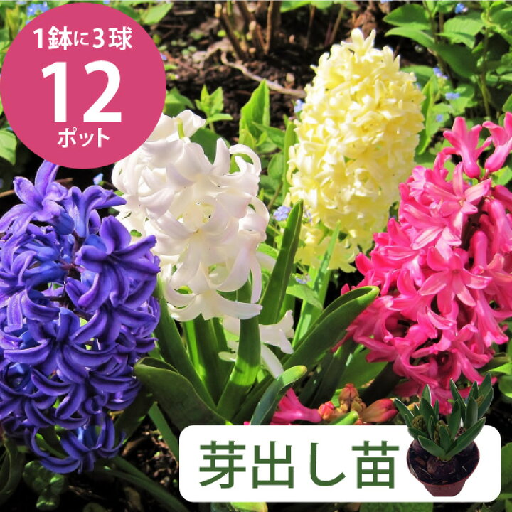楽天市場 ヒヤシンス 芽出し苗 3球植え 12個セット 4号 12cmポット カラーミックス ケース販売 送料無料 球根 花壇 庭 冬植え 初心者 1月中旬以降植え付け 予約 水耕栽培 カラフル 市場直送 大量 お色お任せ 学校 幼稚園 商業施設 店舗 マンション 芽出し球根 ソラニワ