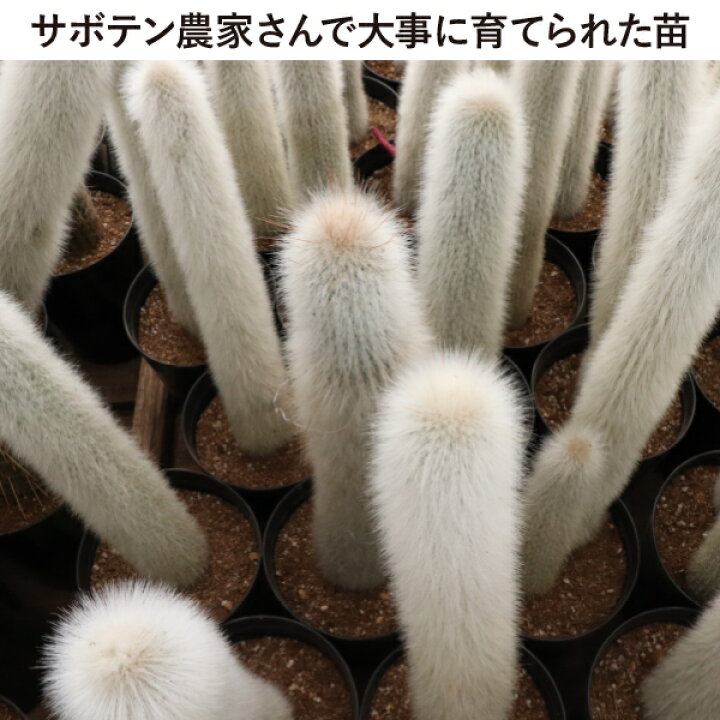 楽天市場】柱サボテン 吹雪柱 ショートタイプ（鉢下から50cm） 5号鉢 