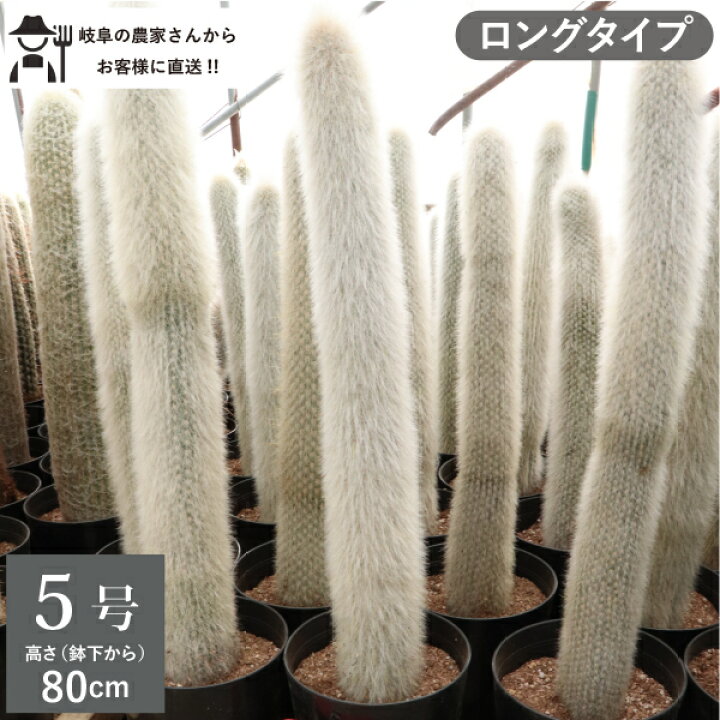 楽天市場】柱サボテン 吹雪柱 ロングタイプ（鉢下から80cm） 5号鉢 