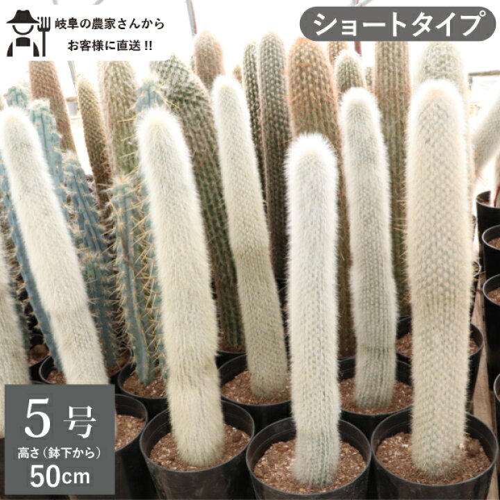 楽天市場】柱サボテン 吹雪柱 ショートタイプ（鉢下から50cm） 5号鉢 