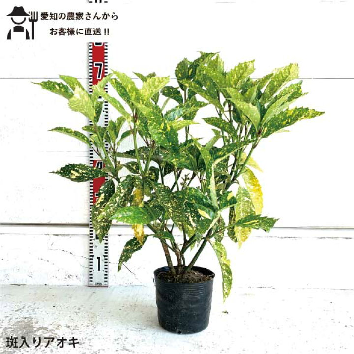 楽天市場】［生産者直送］斑入りアオキ 樹高約50cm 送料無料庭木 苗木 