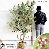 ［生産者直送］フェイジョア　品種不明 根巻き苗　樹高約1.6m　送料無料　庭木　苗木　シンボルツリー　 …
