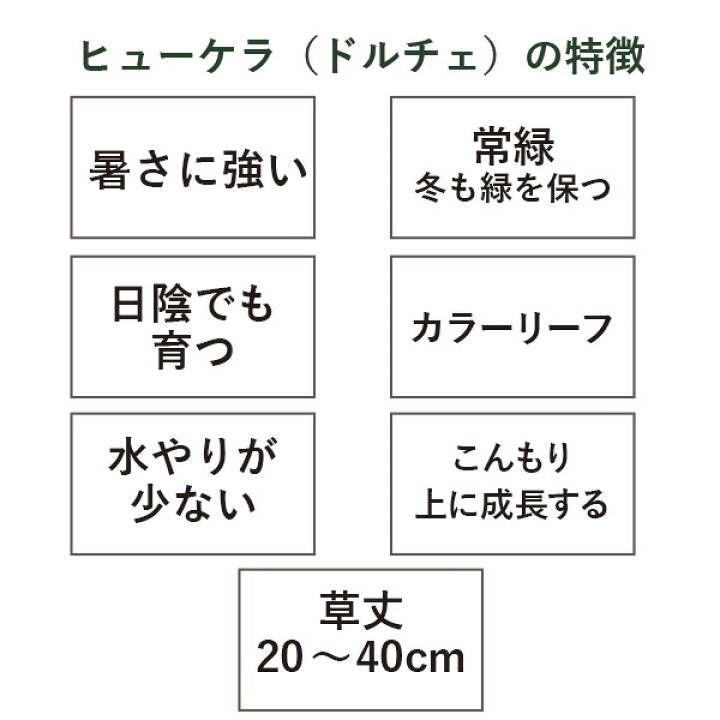 楽天市場 ヒューケラ ドルチェ 15個 セット グランドカバー 苗 3 5寸 3 5号 10 5cmポット 常緑 多年草 カラーミックス ヒューケラドルチェ 下草 大量 市場直送 送料無料 お得 ケース販売 まとめ買い 外構 庭 玄関 アプローチ エクステリア ガーデン セルフ おしゃれ