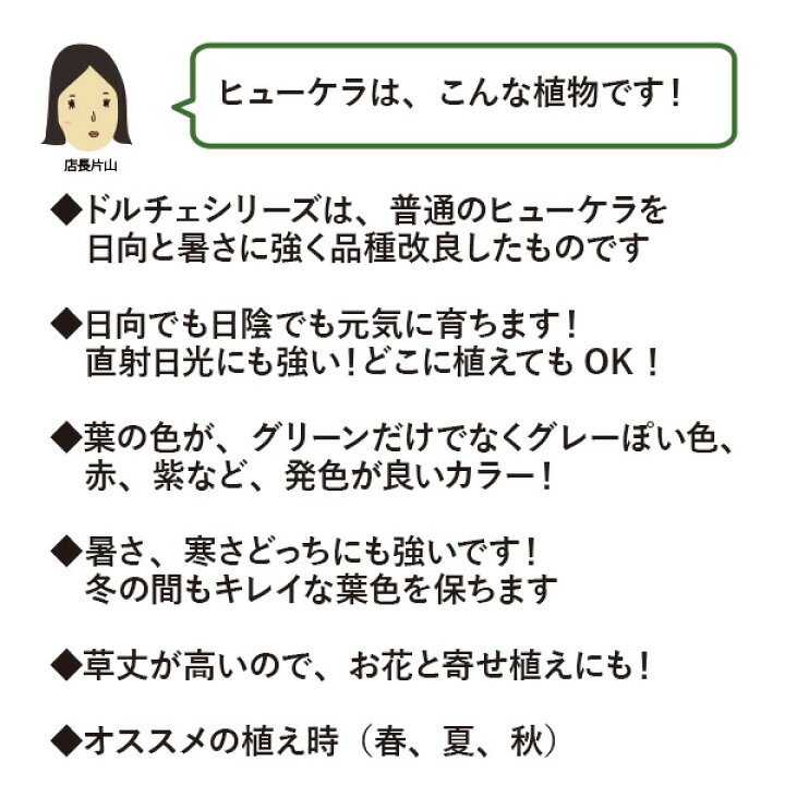 楽天市場 ヒューケラ ドルチェ 15個 セット グランドカバー 苗 3 5寸 3 5号 10 5cmポット 常緑 多年草 カラーミックス ヒューケラドルチェ 下草 大量 市場直送 送料無料 お得 ケース販売 まとめ買い 外構 庭 玄関 アプローチ エクステリア ガーデン セルフ おしゃれ