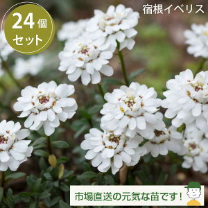 t`̉Ԓd hCxX GWFx[ 3.5 24ZbgmHnԂ̃OhJo[ gLiYi